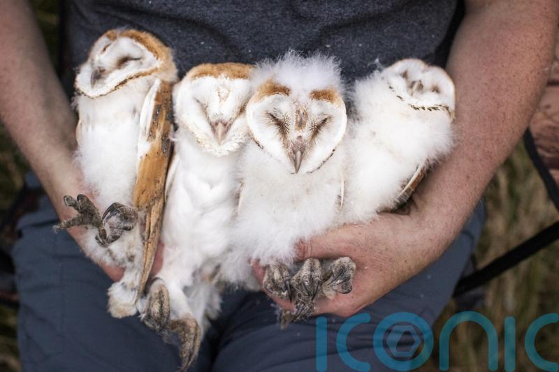 Northern Ireland celebrates bumper year for barn owls in 2022