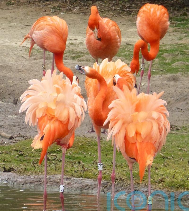 Flocking together: Flamingos form cliques with like-minded friends