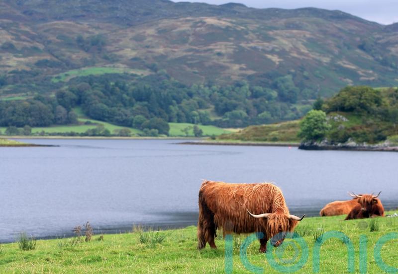 Livestock numbers must reduce to meet climate targets, experts warn MSPs