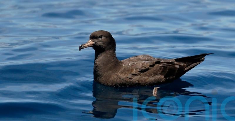 New disease caused by plastic found in birds for the first time