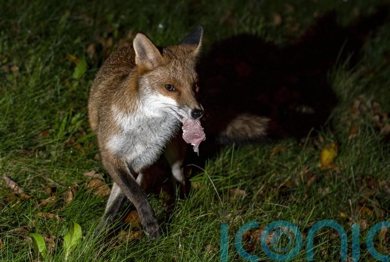 Police investigate after &lsquo;foxes tortured and set on fire in east London&rsquo;