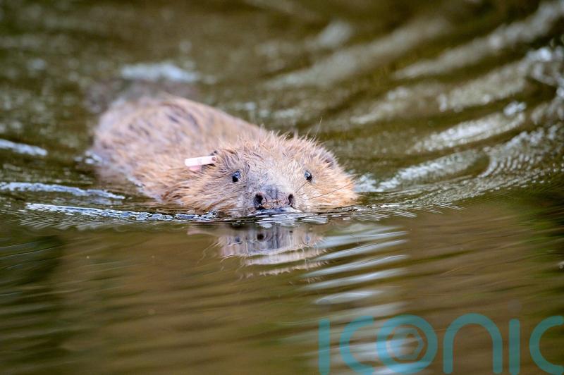 Charity plans reintroduction of beavers to Highland glen