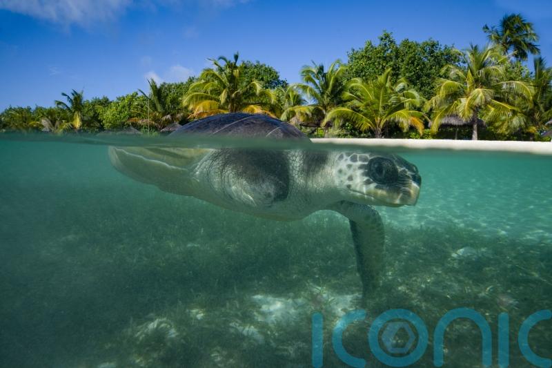 UK pledges nearly £75 million to marine conservation projects