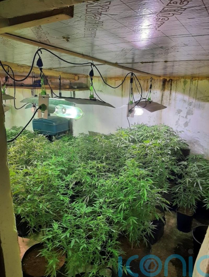 Five held after discovery of ‘sophisticated’ cannabis farm