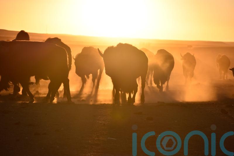 US enlists indigenous tribes in bid to conserve bison herds