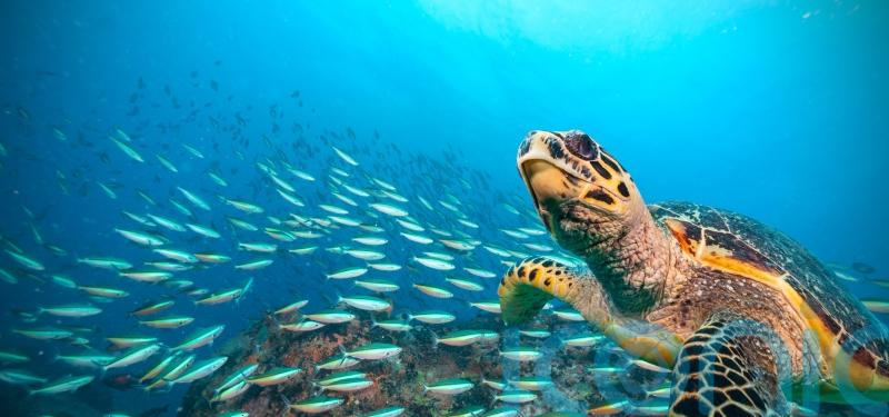 Nations reach accord to protect marine life on high seas