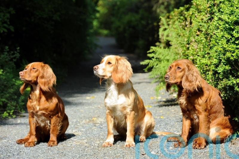 Charity receiving average of 128 dog rehoming requests per month