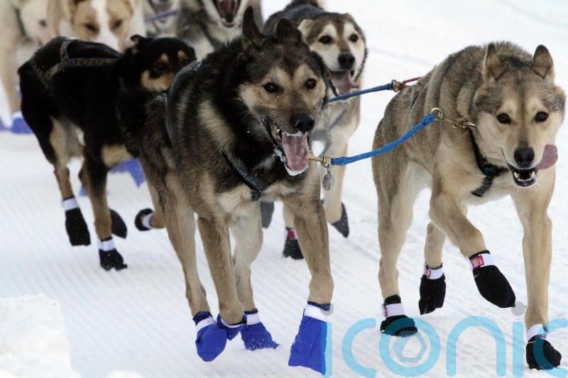 Sled dog teams set out on gruelling trek across Alaska