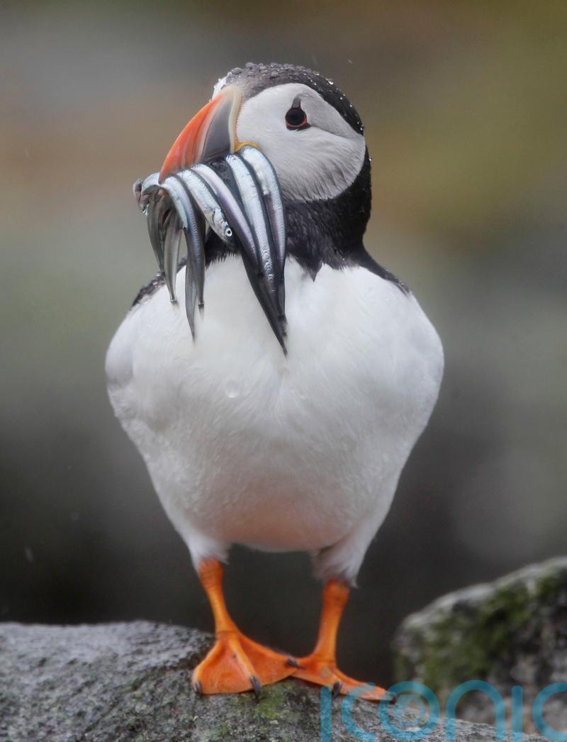 Threatened seabirds may have ‘lifeline’ with potential sandeel fishing ban