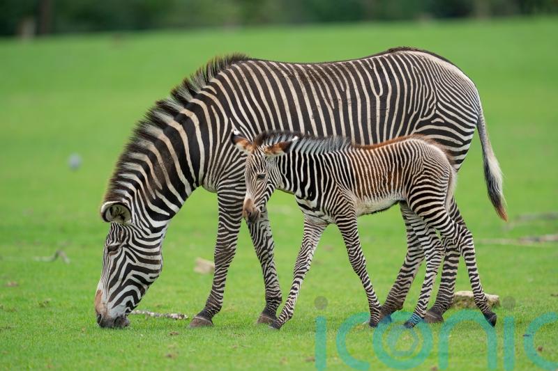 Zoo’s zebras, giraffes and antelopes to get diet boost with new grass meadows