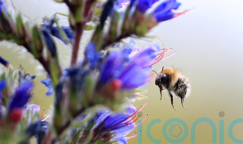 Bumblebees learn to solve puzzles by watching more experienced peers – study
