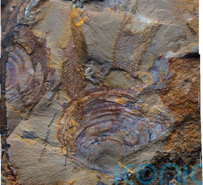 Oldest fossils of mysterious animal group are really seaweeds, study suggests