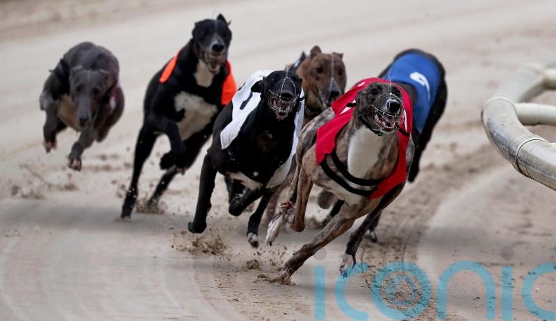 End of greyhound racing is desirable, says animal welfare commission