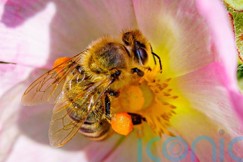 Honey bees use social learning to perfect ‘waggle dancing’ skills – study