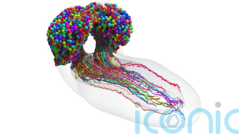 Scientists complete first map of an insect brain