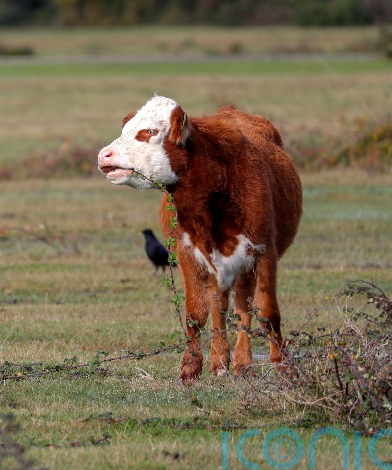 ‘Very serious questions to answer’ amid beef fraud investigation, says Labour
