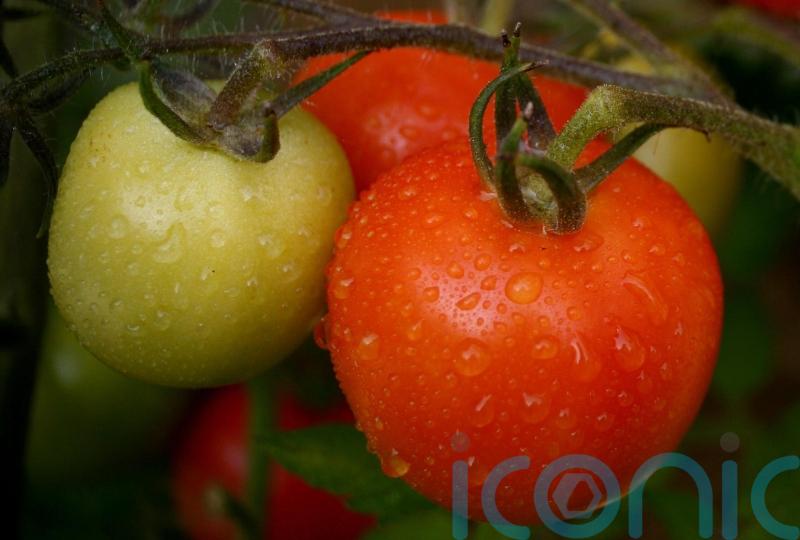 Aldi to lift restrictions on fresh produce as shortages ease