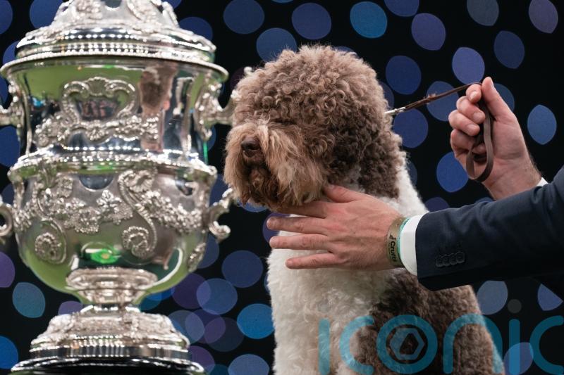 Dog whose tail ‘never stops wagging’ crowned best in show at Crufts
