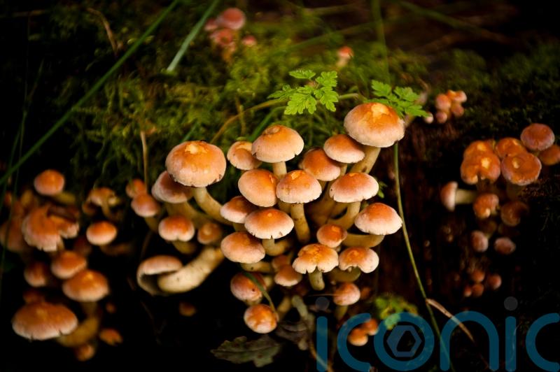 Fungi-tree planting could feed millions while capturing tonnes of carbon – study