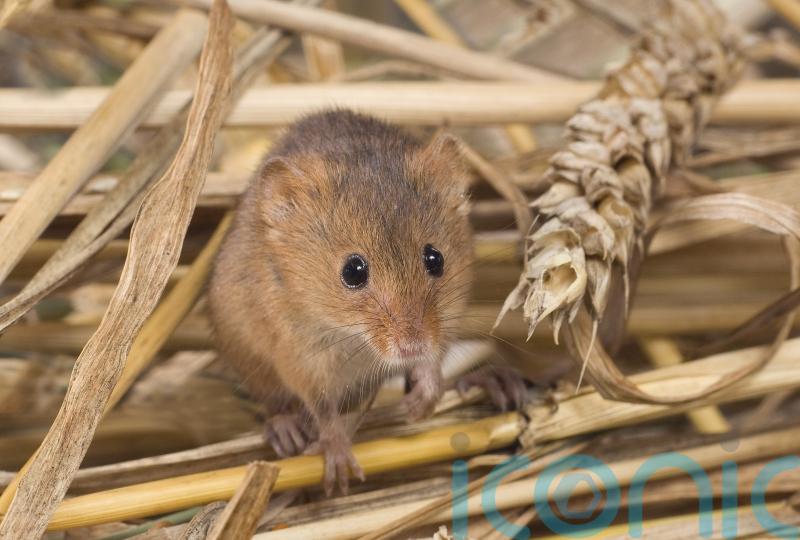 Wildlife ‘thriving’ thanks to sensitive farming in Gilbert White’s backyard
