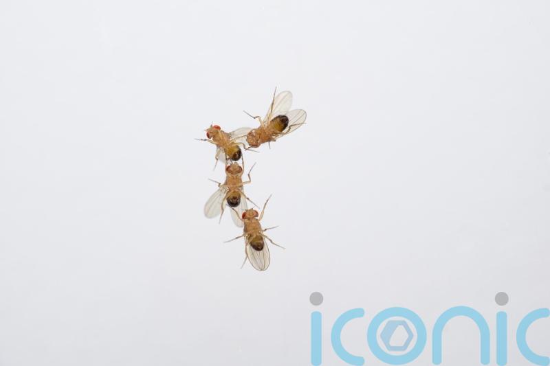 Male-to-male courtship seen in fruit flies exposed to ozone pollution