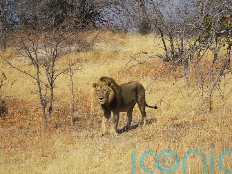 Cecil the lion did not die ‘in vain’, minister says as trophy-hunting ban passed