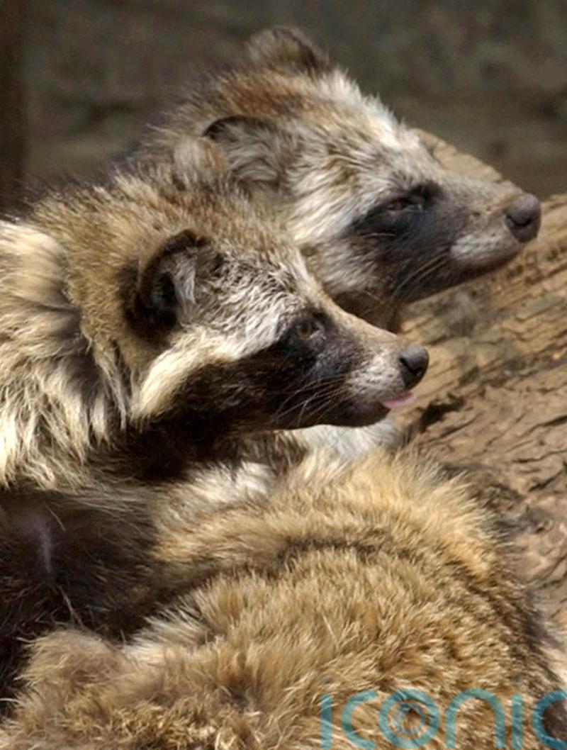 New Covid-19 origin research points to raccoon dogs in China market