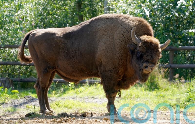 Cattle, pigs and ponies introduced to bison rewilding project