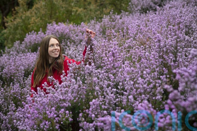 National Trust promises ‘incredible’ show of blossom despite cold snap and snow