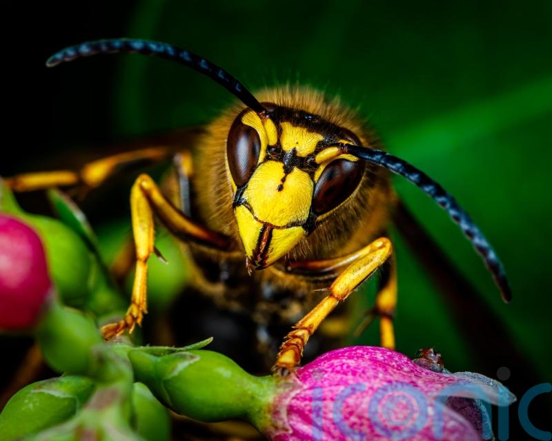 How to learn to love the ugly bugs in your garden