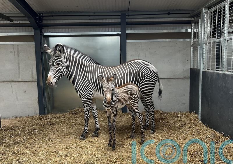 First images released of endangered zebra foal born at safari park