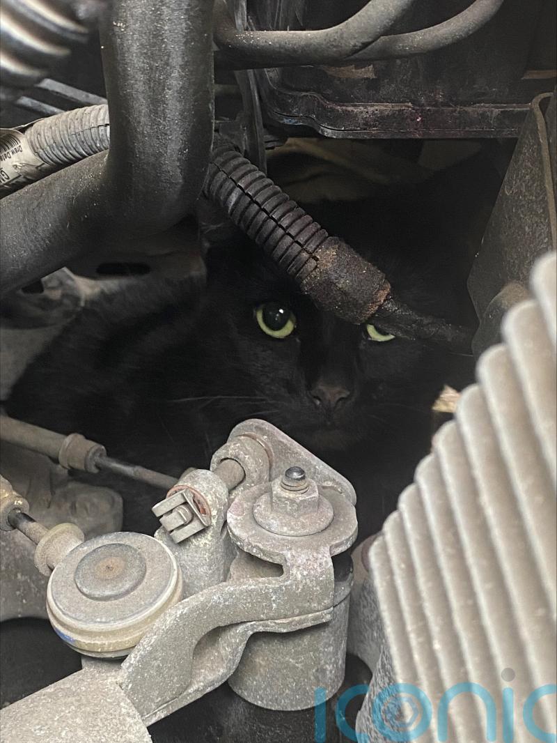 Cat survives five-mile trip under bonnet of car on school run