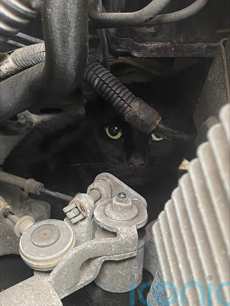 Cat Survives Five Mile Trip Under Bonnet Of Car On School Run Ireland Live 