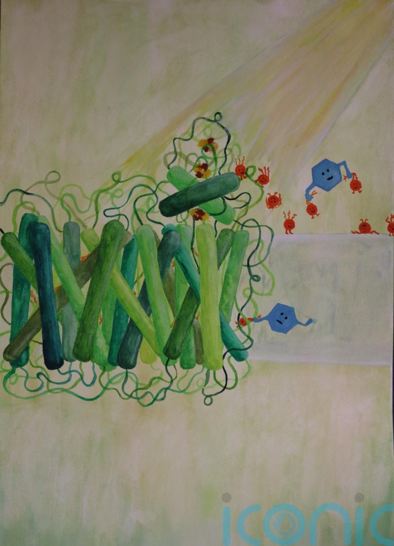 Photosynthesis &lsquo;hack&rsquo; could &lsquo;lead to new ways of developing renewable energy&rsquo;