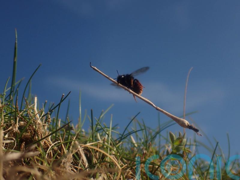 Bee appearing to ride tiny broomstick to feature in latest episode of Wild Isles
