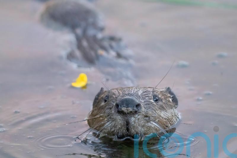 Beavers reintroduced into Grade II* listed gardens