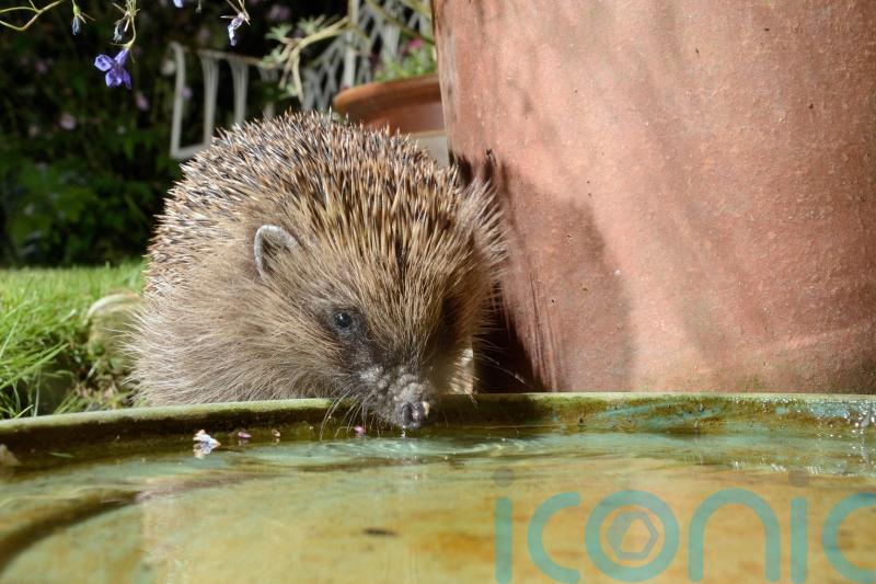 Why long hot summers are bad for hedgehogs – and how gardeners can help