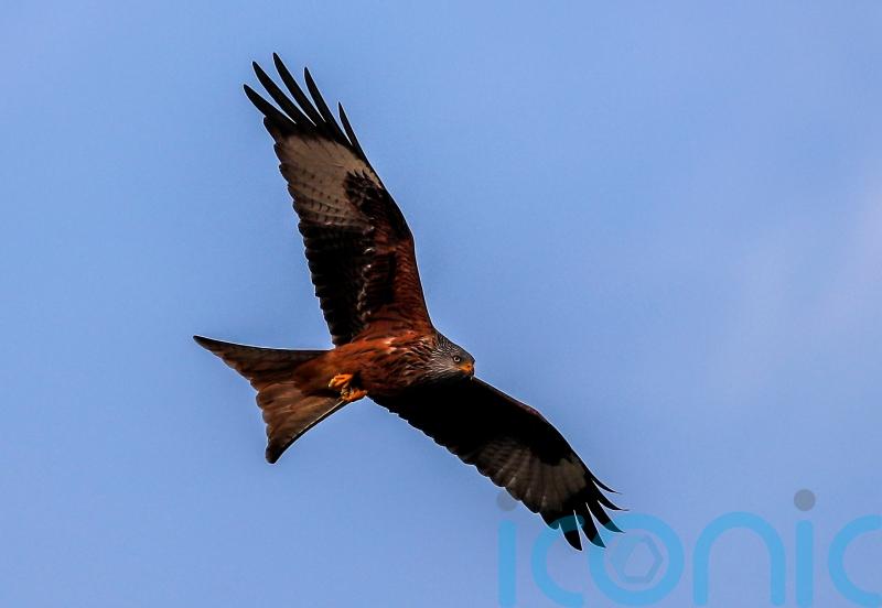 Protected bird euthanised after it was shot in Highlands