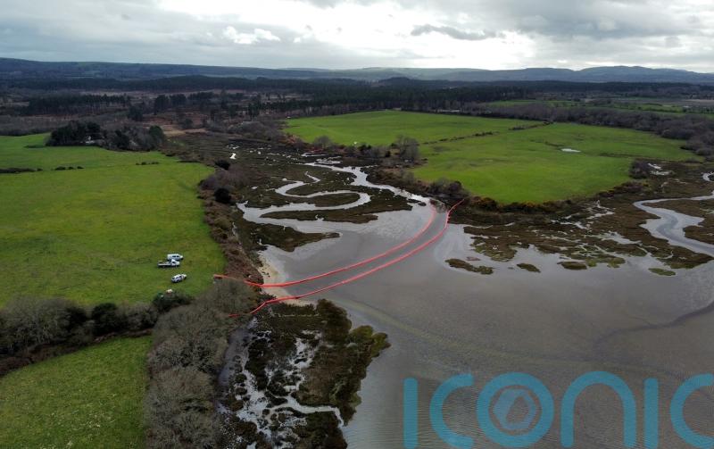 Up to 15 birds with oil on feathers spotted since Poole Harbour oil leak
