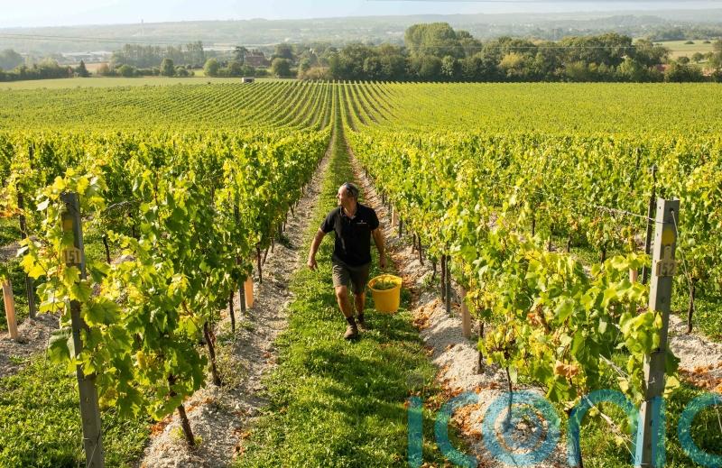 Sparkling wine sales fizz for Chapel Down amid price rises