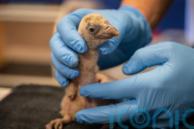 London Zoo celebrates arrival of first vulture chick, named Egbert, in 40 years