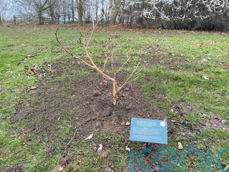 Mulberry bush that inspired nursery rhyme has new lease of life