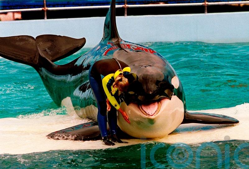 Free Lolita: Campaigners reveal plan to return orca to ocean after 50 years