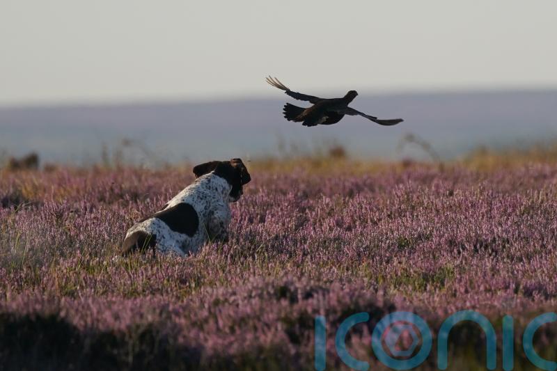 MSPs seek views on new laws to regulate grouse moors