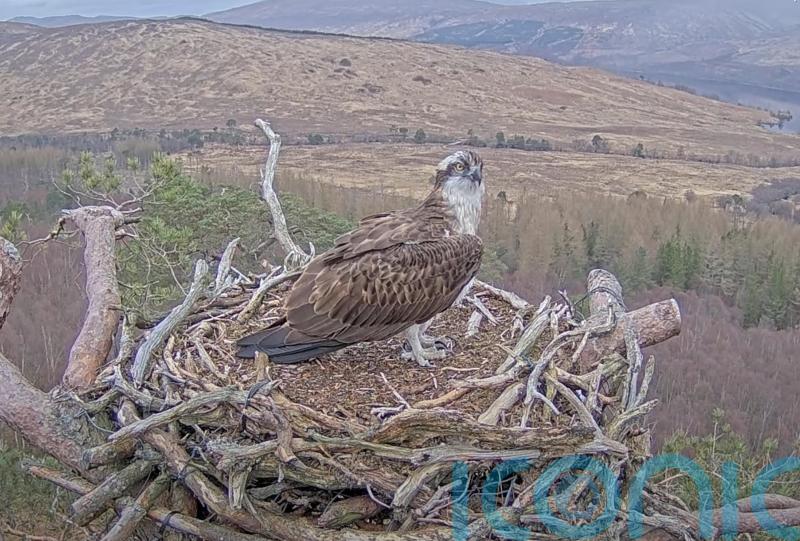 Lockdown star Louis the osprey returns to his nest