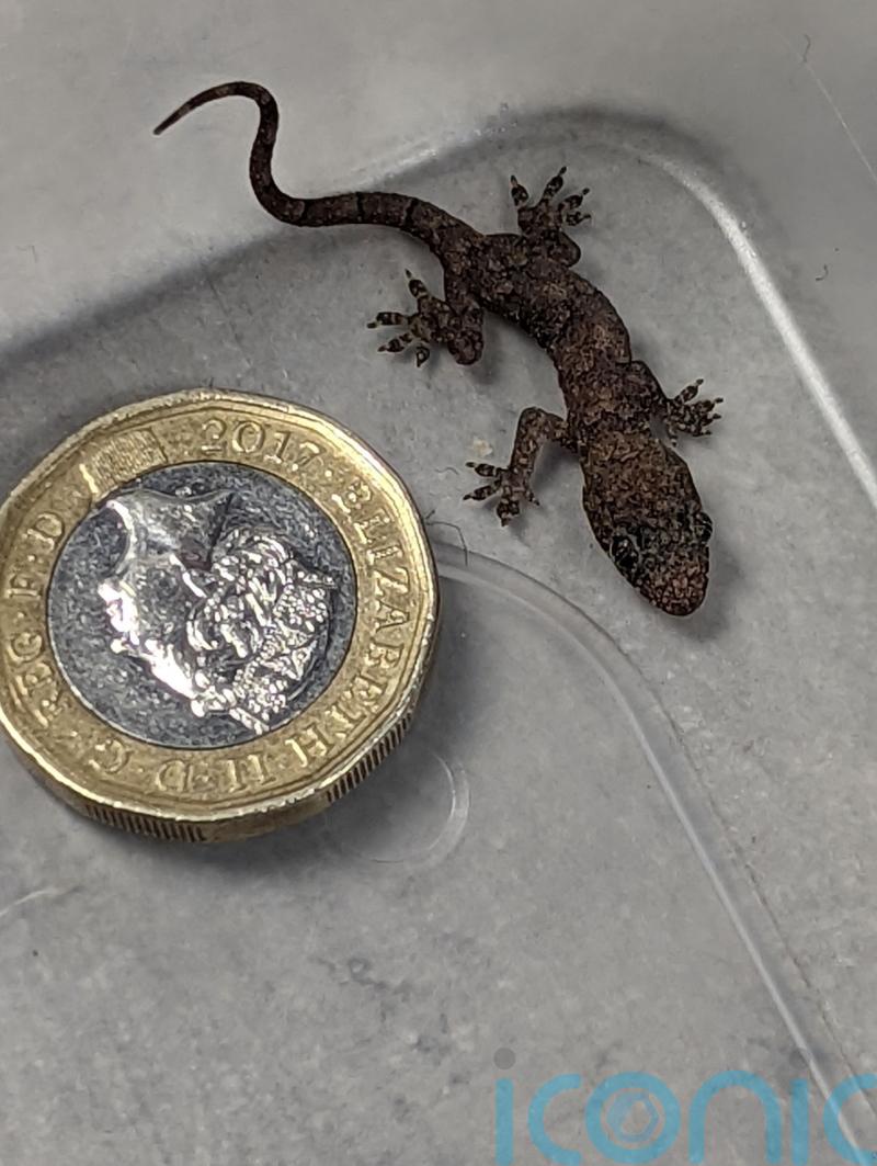Baby gecko found in suitcase after 5,000-mile journey from Zanzibar