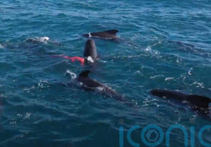 Unique footage of pilot whale expelling placenta captured off Shetland