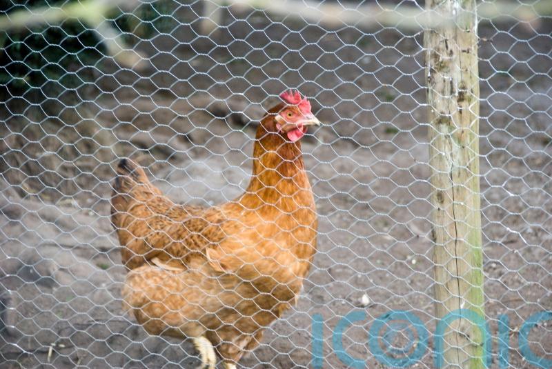 How to keep chickens – according to a hen expert
