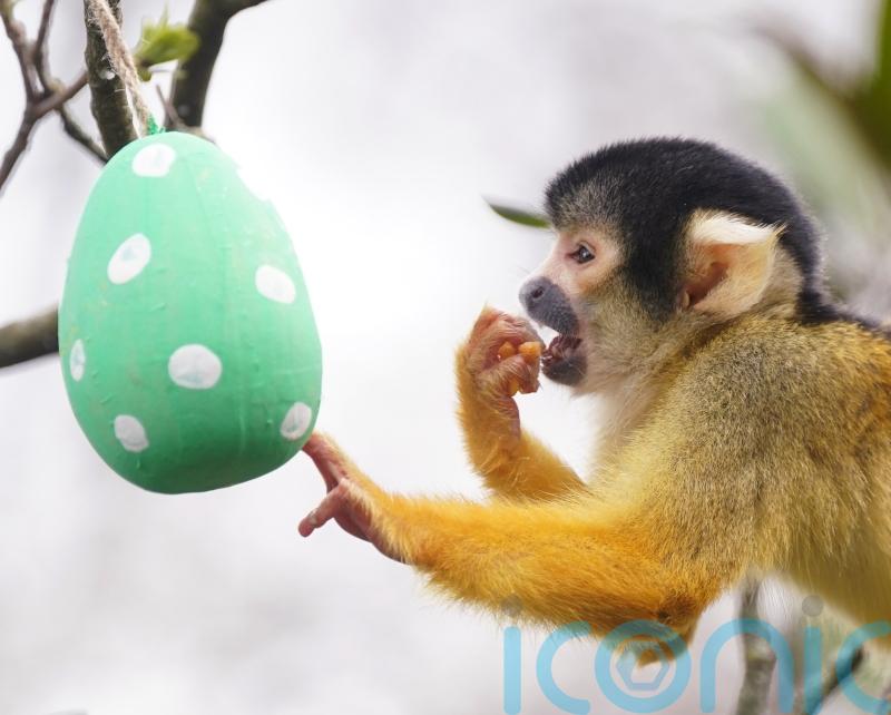 Tiger cubs, meerkats and monkeys forage for Easter eggs at London Zoo