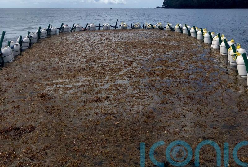 Sargassum farming company given Government grant